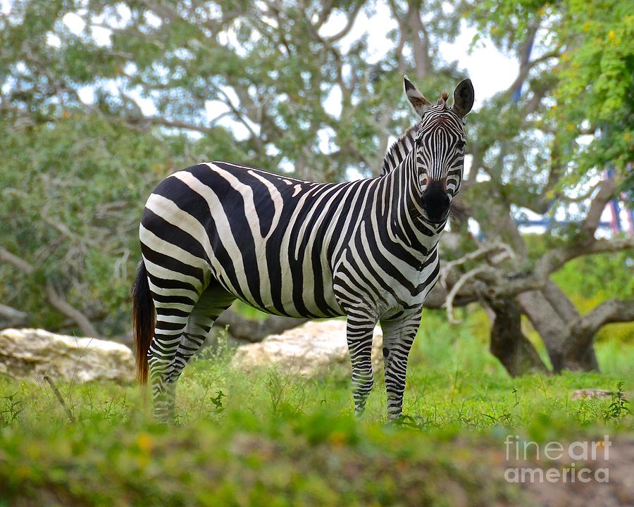Curious Zebra Photograph by Carol  Bradley