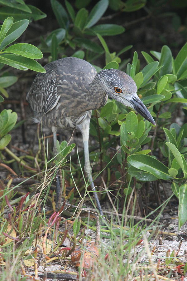 Heron Photograph - Curiously Night Heron Chick by Christiane Schulze Art And Photography