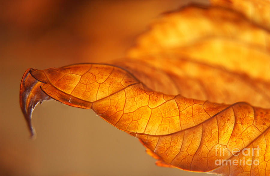 Fall Photograph - Curled Backlit Hydrangea Leaf by Anna Lisa Yoder