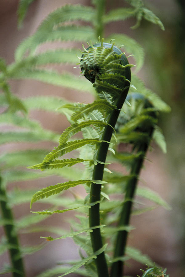 Curled Fern Photograph by Ross M. Horowitz