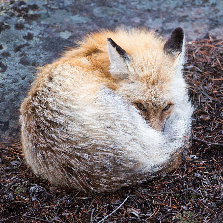 Curled Fox Photograph by Max Waugh