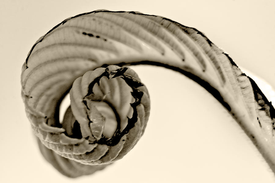 Curled Photograph