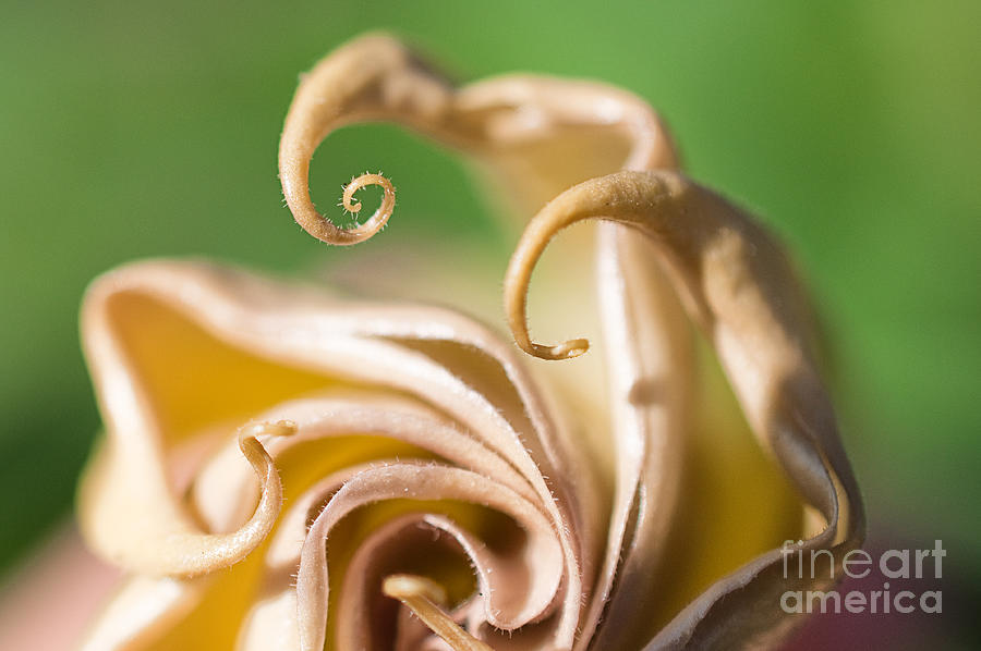 Curled Petals Photograph by Terry Rowe