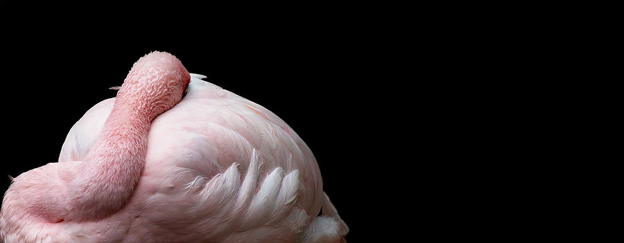 Flamingo Photograph - Curled by Rebecca Cozart