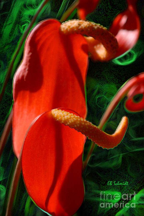 Curled Red Anthurium Digital Art by E B Schmidt