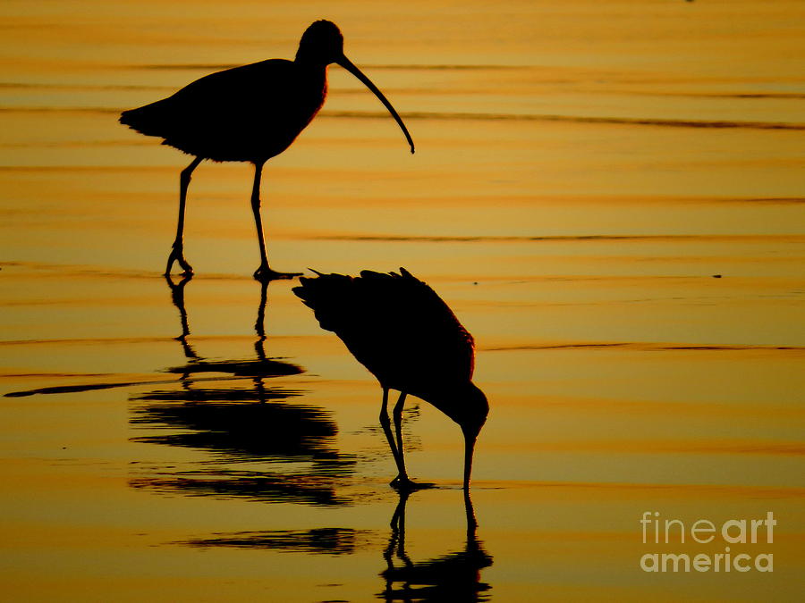 Curlew at Sunset Photograph by Craig Corwin