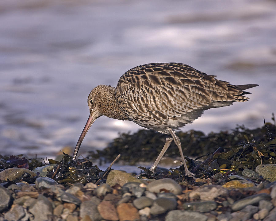 Curlew Photograph by Paul Scoullar