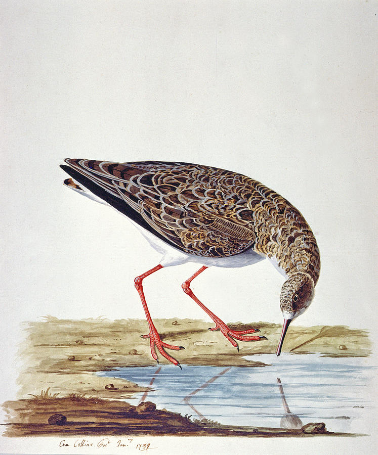 Bird Painting - Curlew Sandpiper by Charles Collins