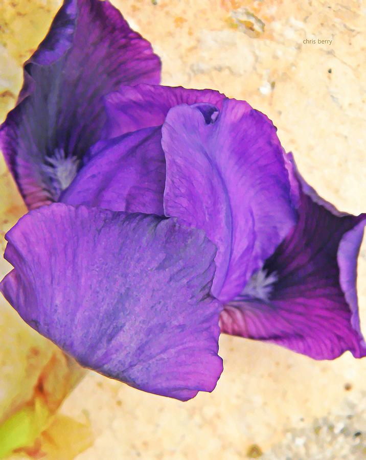 Iris Photograph - Curling Closed  by Chris Berry