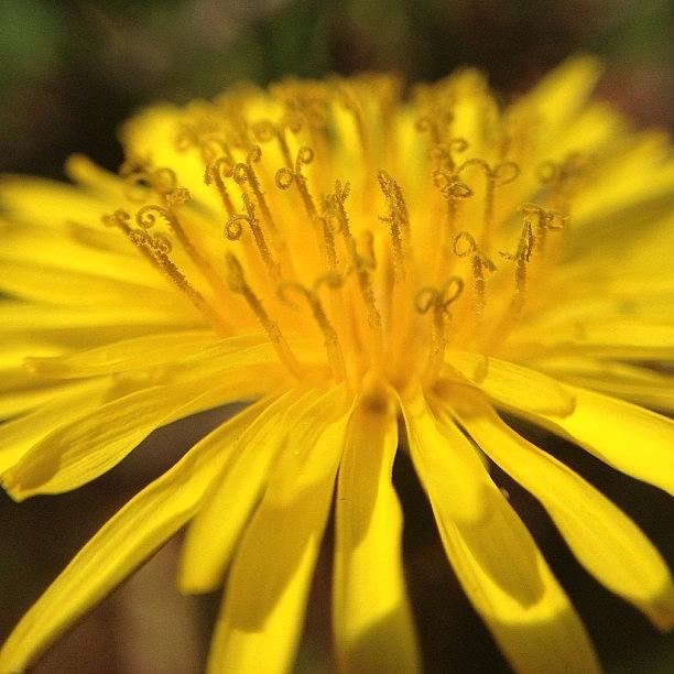 🌼curly Dandelion🌼 Photograph by ♌ 🌸chrissy🌸