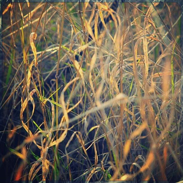 Nature Photograph - Curly Grass by Linandara Linandara