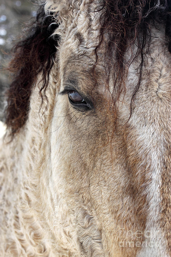 Curly hair horse Photograph by L Bovet - Fine Art America