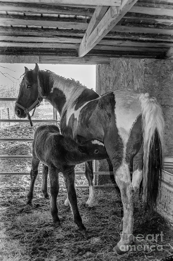 Curly Horse and Nursing Foal Photograph by Bianca Nadeau