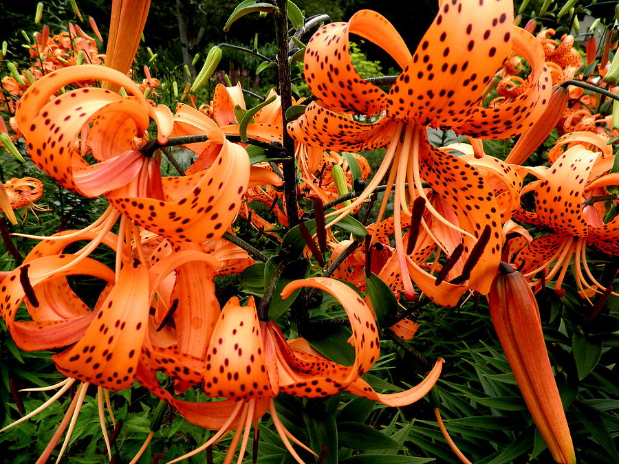 Green Leaves Photograph - Curly Orange Lilies by Kate Gallagher