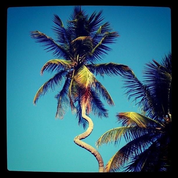 Holiday Photograph - Curly Palm Tree by James McCartney