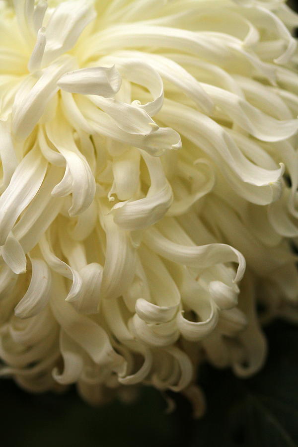 Curly petals by Jacqui Collett Curly petals by Jacqui Collett