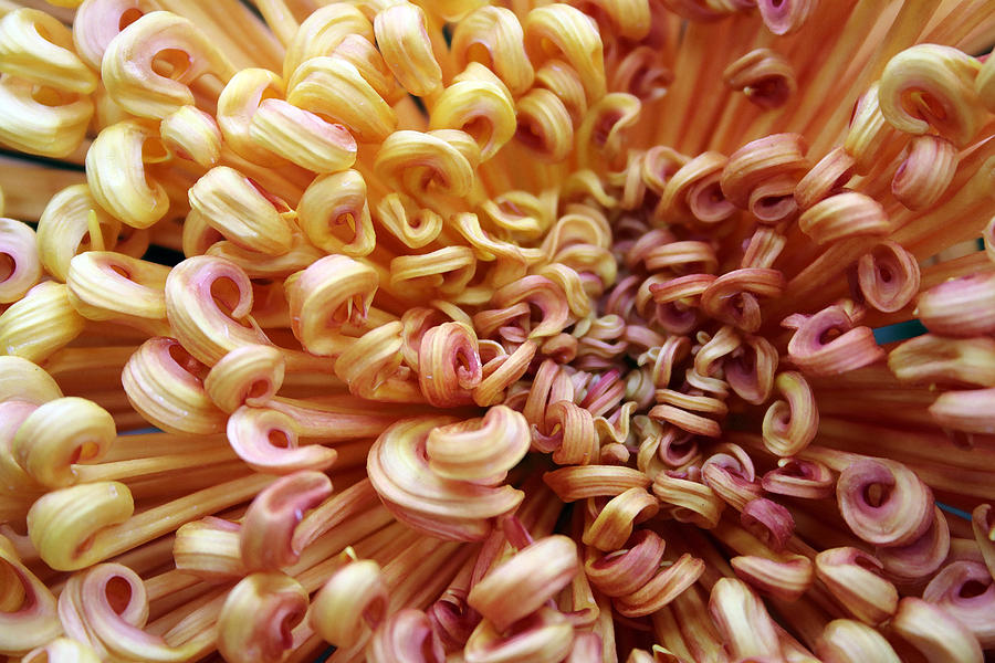 Curly Petals Photograph by Mary Haber