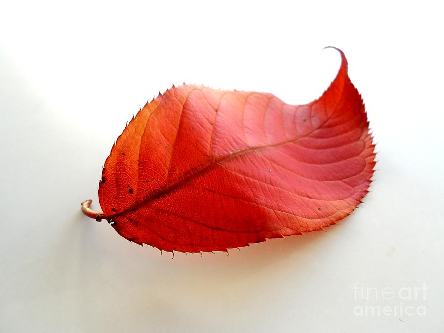 Curly Red Leaf Photograph