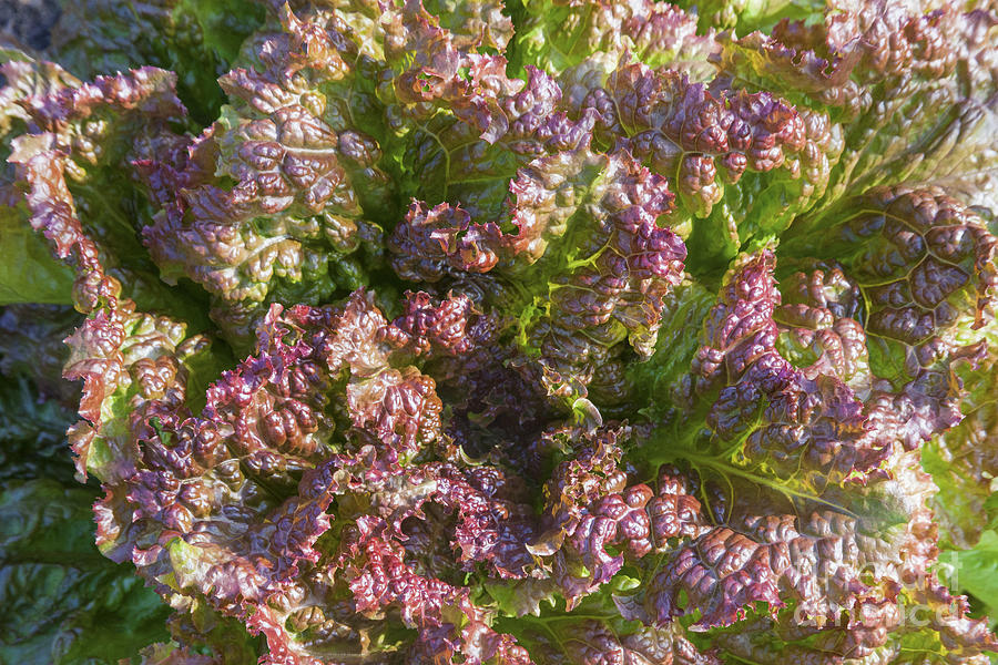 Curly Red Lettuce Photograph by Diane Macdonald - Fine Art America