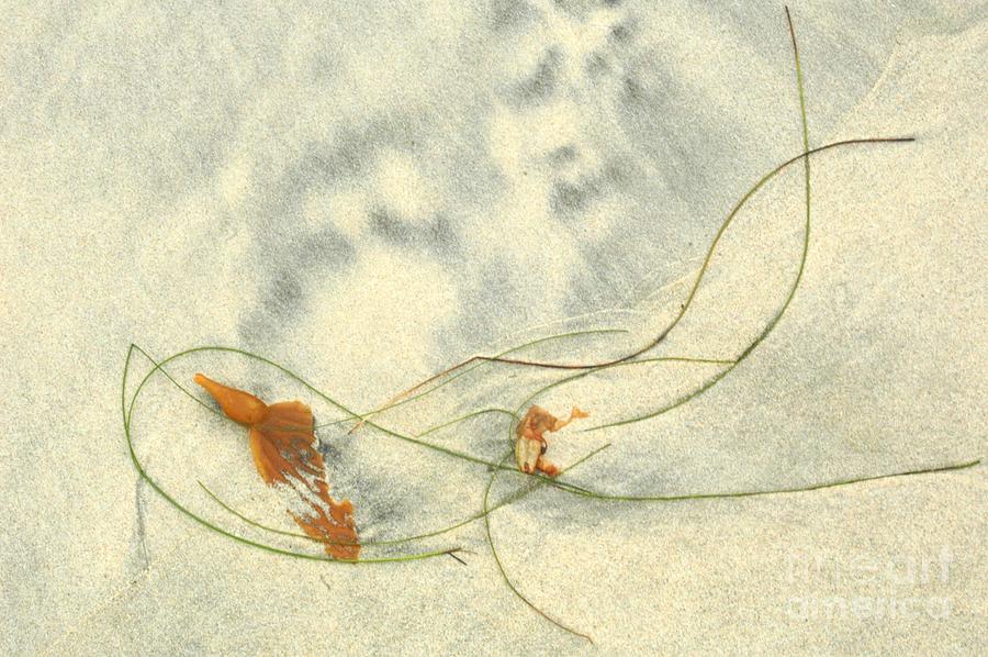 Curly Seaweed Photograph by Richard Omura