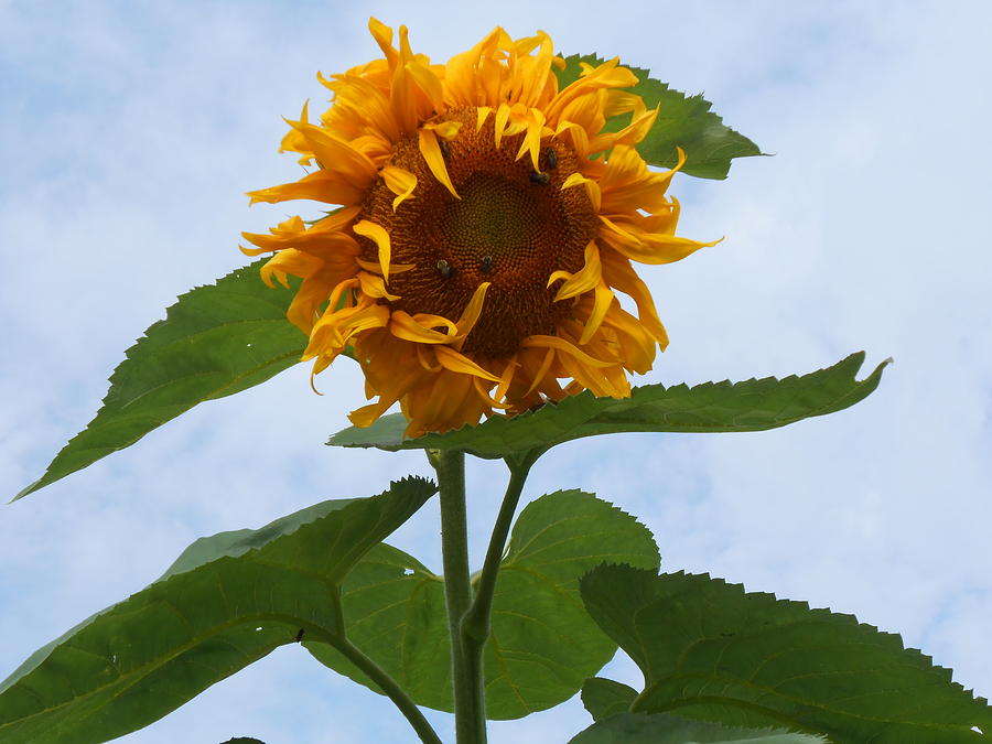 Curly Sue Sunflower Photograph by Diannah Lynch
