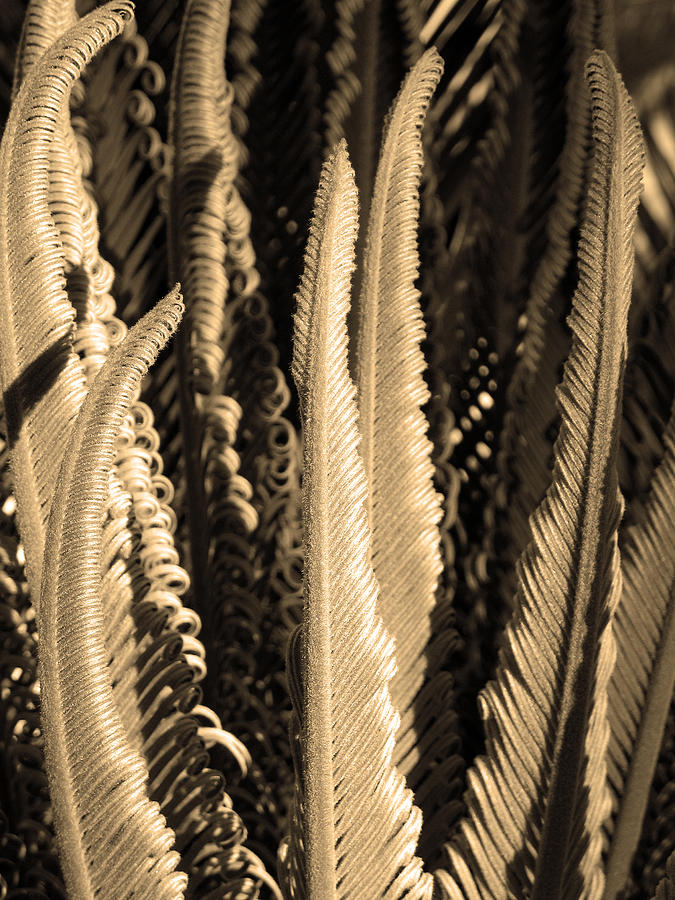 Curly Swords. Sago Palm in Sepia Photograph by Connie Fox