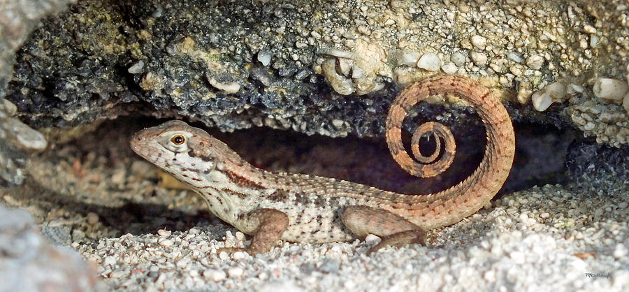 Curly Tail Lizard in a Rock Hole Photograph by Duane McCullough