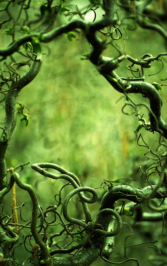 Fantasy Photograph - Curly tree branches  by Jaroslaw Blaminsky
