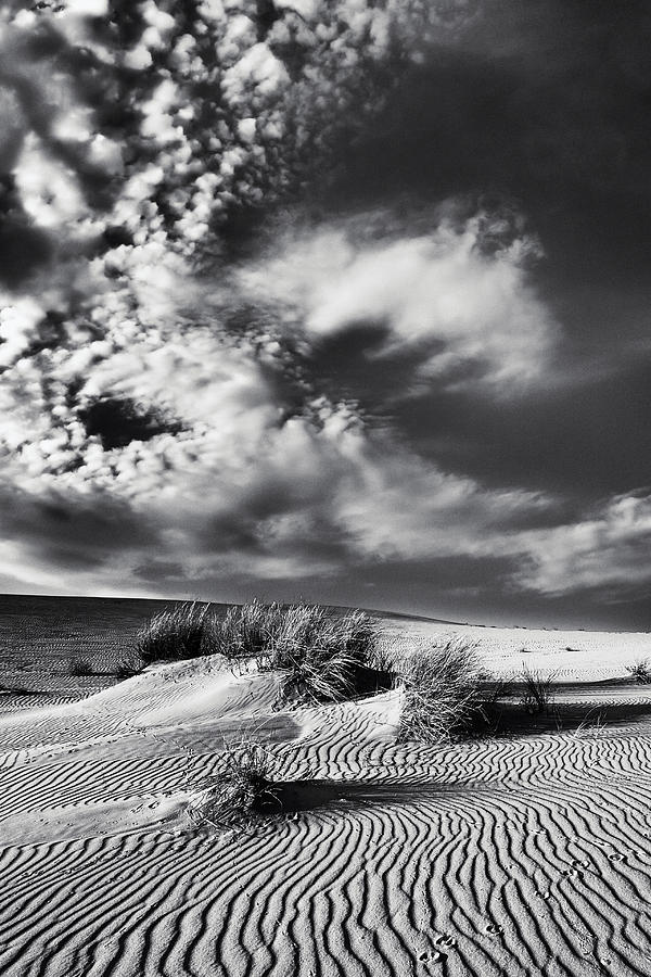 Curonian Spit Dunes Photograph by Ambro Fine Art - Pixels