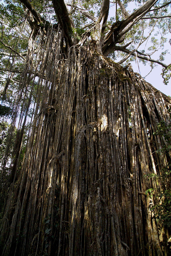 Curtain Fig Tree Digital Art by Carol Ailles - Fine Art America