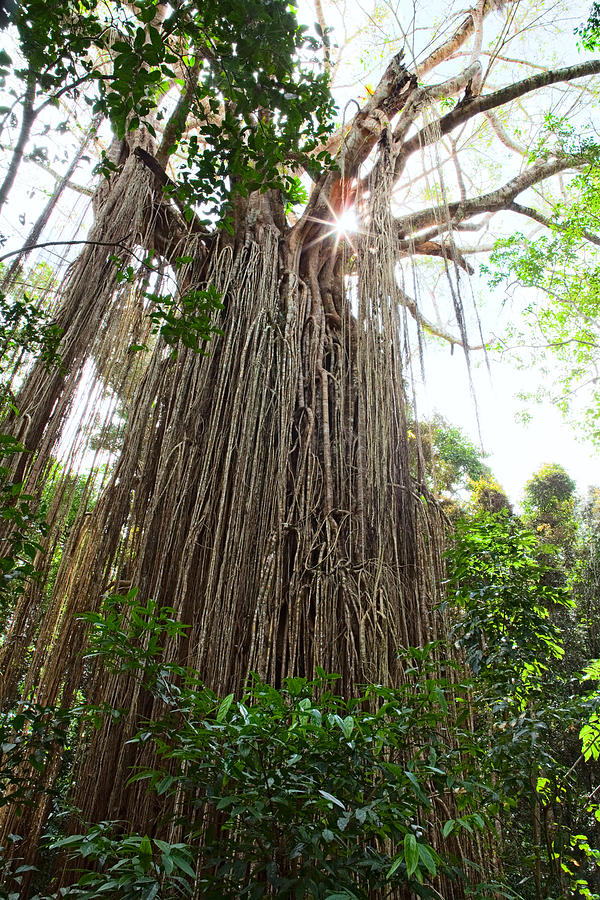 Jungle Photograph - Curtain Fig Tree  by Dirk Ercken