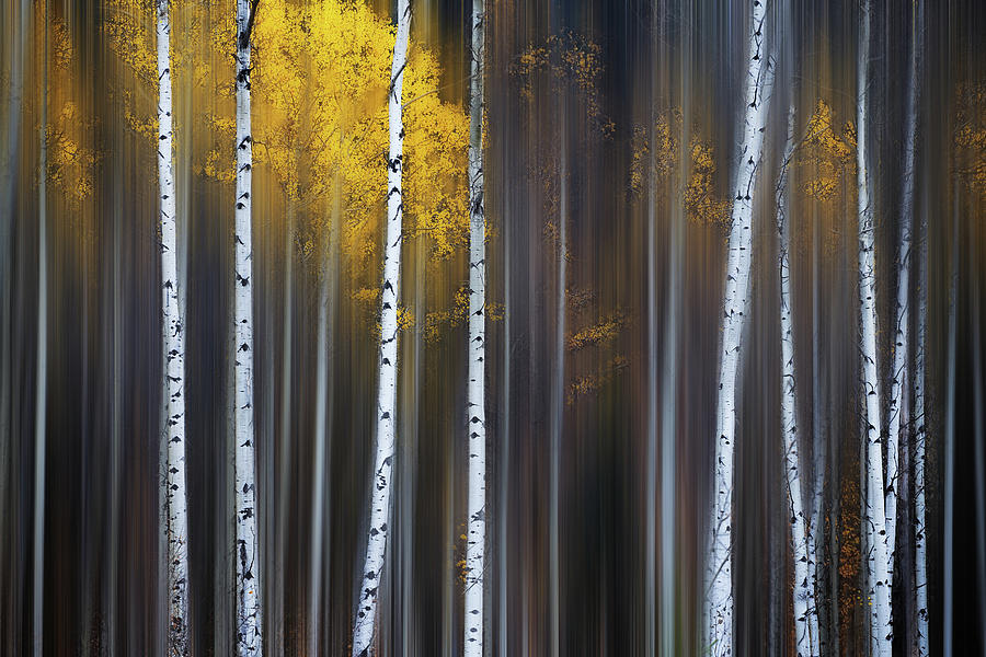 Curtain Of Fall Photograph by Andy Hu