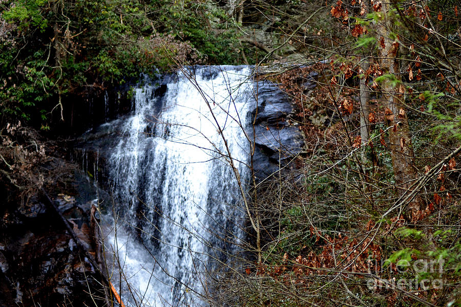 Tree Photograph - Curtis Creek Falls at Anna Ruby Falls by Eva Thomas