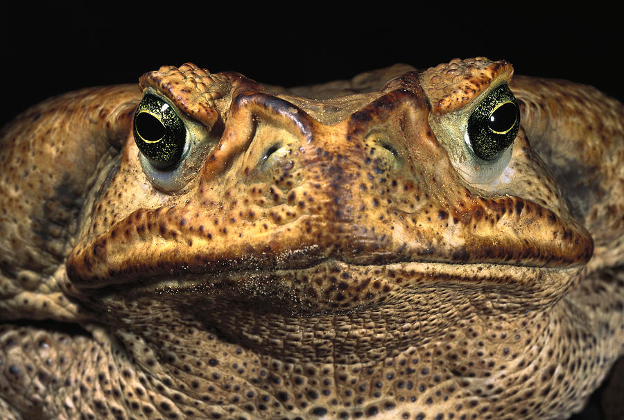 Cururu Toad Face Brazil Photograph by Pete Oxford