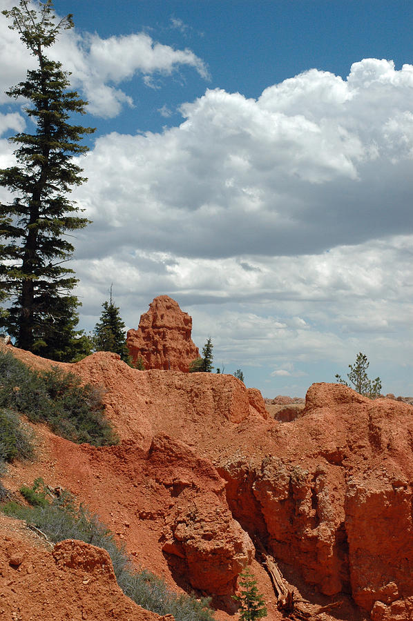 Curvac3ous Tree on the Rim of Bryce Canyon Photograph by Bruce Gourley