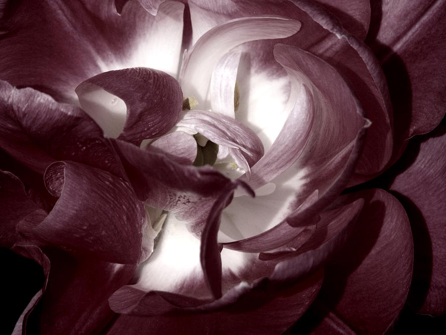 Flowers Still Life Photograph - Curvaceous Muted by Annie  DeMilo