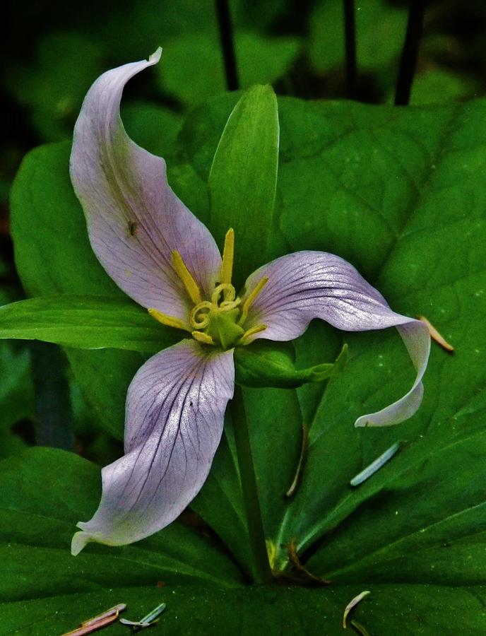 Curvature of the Forest Trillium Photograph by Charles Lucas