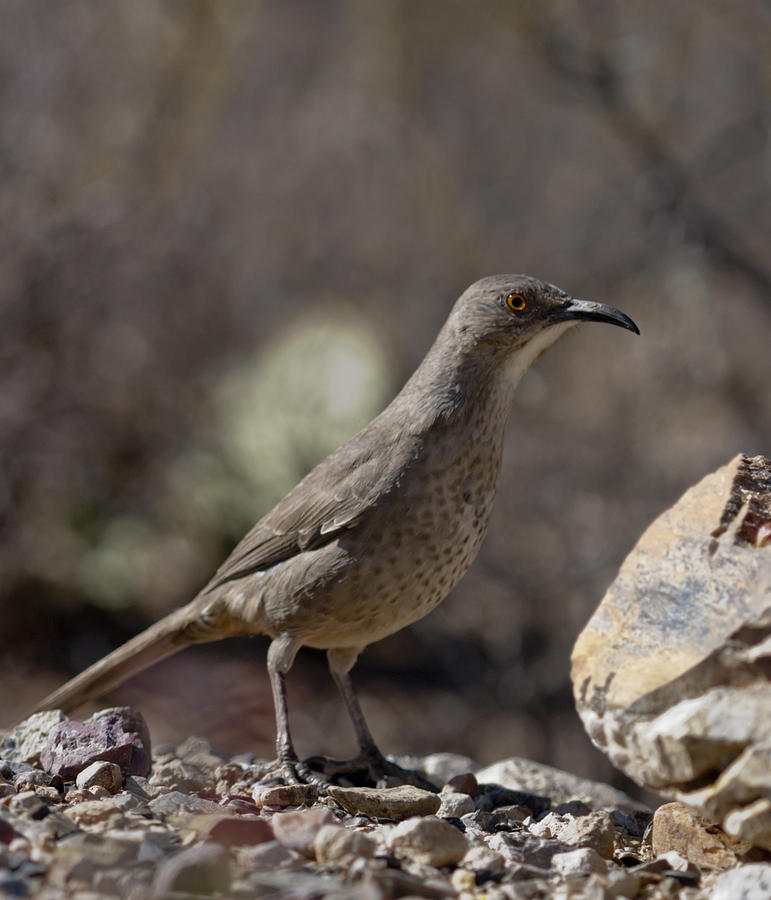 Curve Billed Thrasher Photograph by Gregory Scott