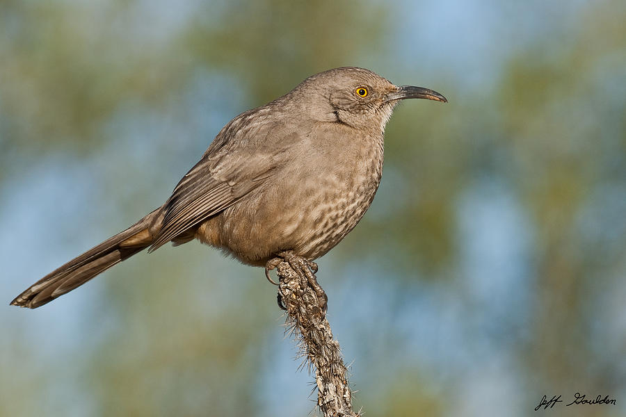 Nature Photograph - Curve-Billed Thrasher by Jeff Goulden