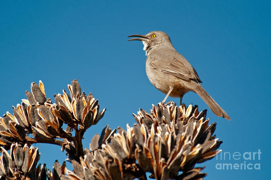 Curve-billed Thrasher Photograph by Mark Newman