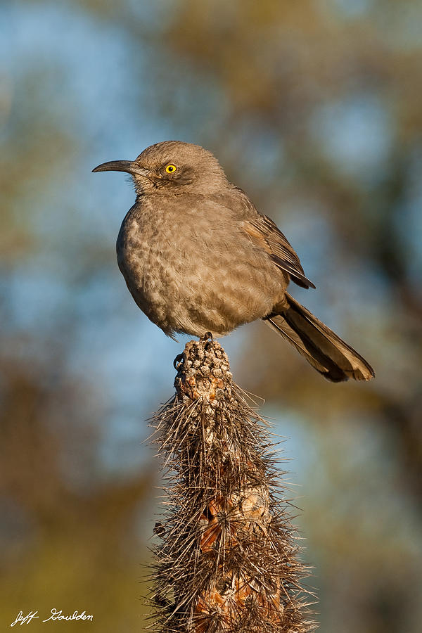 Curve-Billed Thrasher on a Cactus Photograph by Jeff Goulden