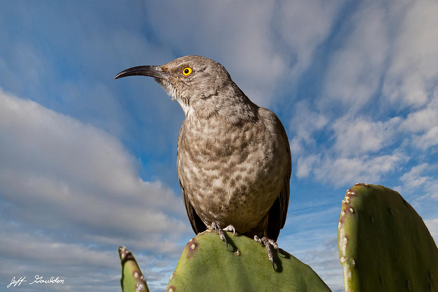 Curve-Billed Thrasher on a Prickly Pear Cactus Photograph by Jeff Goulden