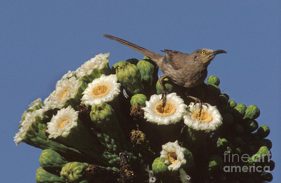 Curve-billed Thrasher Toxostoma Photograph by Ron Sanford