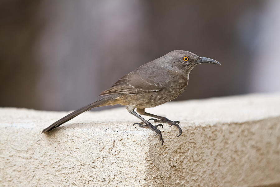 Curved Bill Thrasher Photograph by Del Duncan