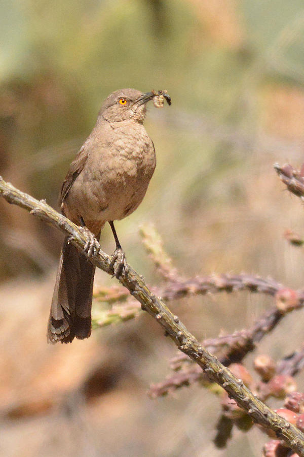 Curved-billed Thrasher Photograph by Alan Lenk