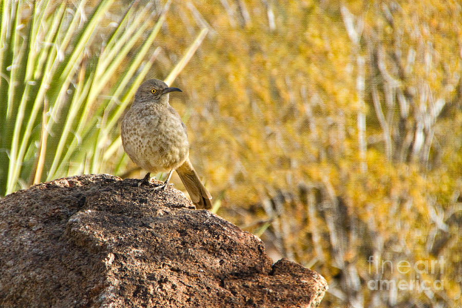 Curved-billed Thrasher Photograph by Marianne Jensen