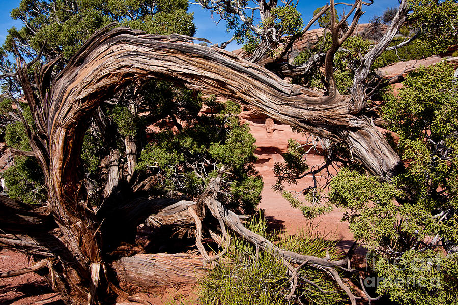 Curved pine at Grand View Photograph by Dan Hartford