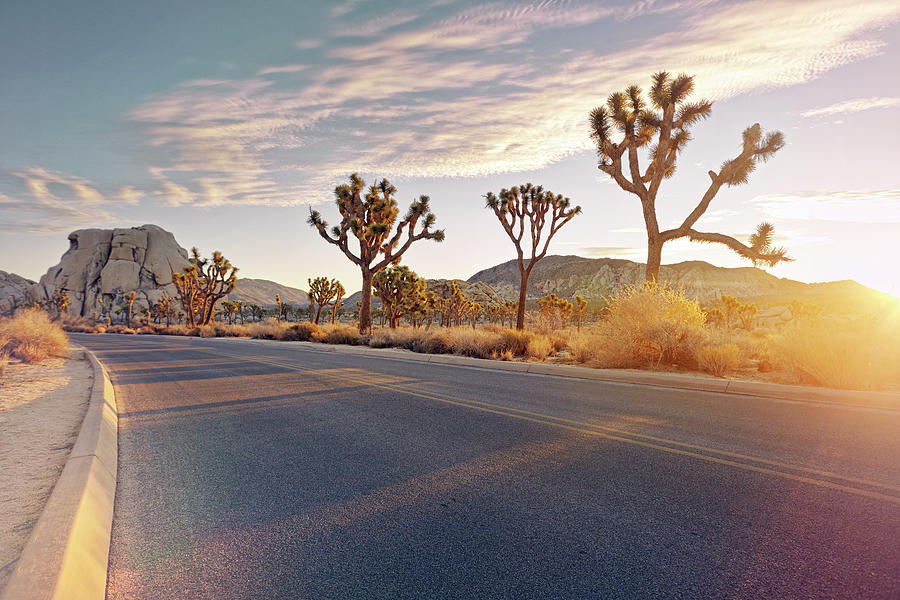 Curved Road With Sunrise Flare Photograph by James Oneil