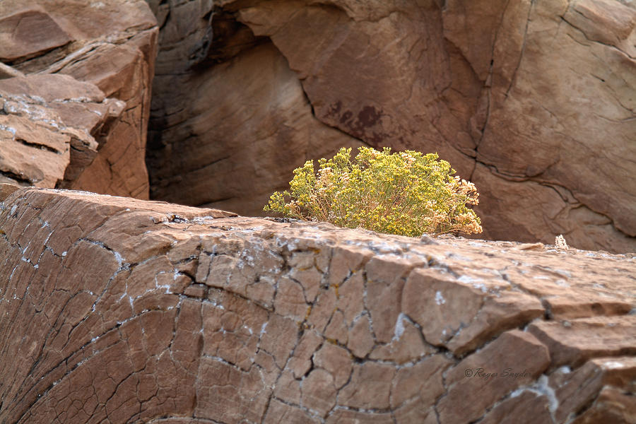 Curved Rocks and Bush Photograph by Roger Snyder