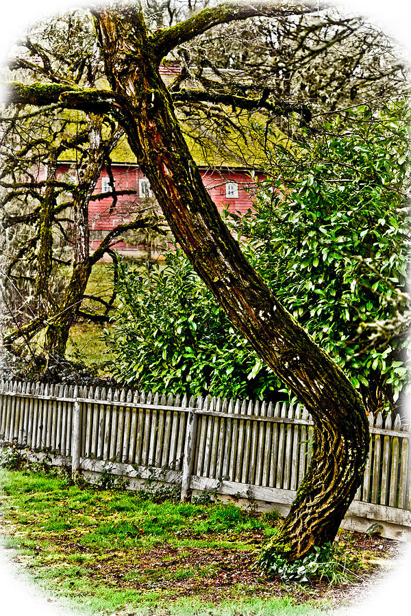 Curved Tree Photograph by Bonnie Bruno